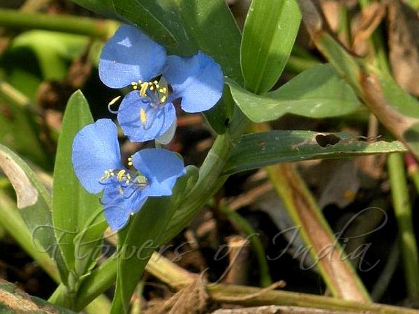 Long-Leaf Dayflower